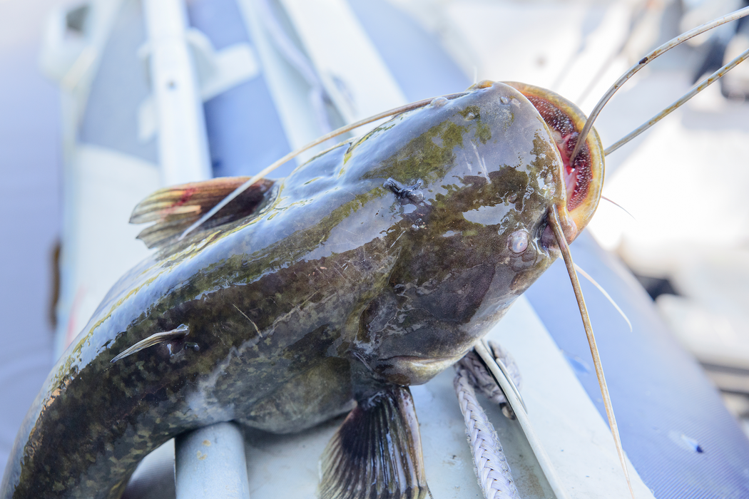 Cat Fish